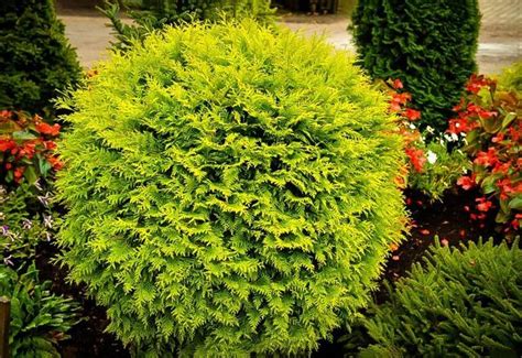 The Magical Globe Arborvitae: A Versatile and Captivating Evergreen